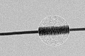 High-contrast direct DNA image,TEM