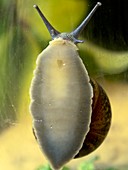 Garden snail climbing on glass