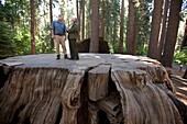 Giant sequoia tree stump