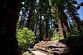 Fallen giant sequoia trunk