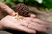 Giant sequoia seeds
