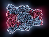 Interferon antagonism by viral protein