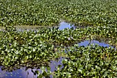 Water hyacinth wasterwater treatment