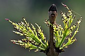 Ash (Fraxinus excelsior) tree flowers