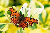 Comma butterfly on a flower