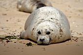 Common seal on a beach