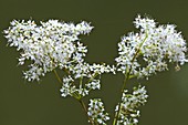 Meadowsweet (Filipendula ulmaria) flowers