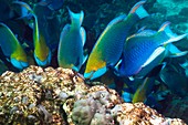 Parrotfish feeding on a reef
