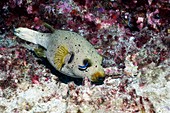 Blackspotted puffer and cleaner wrasse