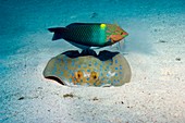 Wrasse and ray