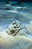 Worm sand cast