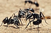 Queenless ants