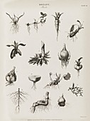 Plant roots,19th century