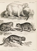 Carnivorous mammals,19th century