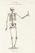Human skeleton anatomy,19th century