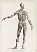 Human muscle anatomy,19th century