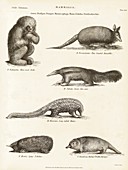 Exotic mammals,19th century