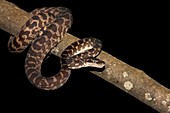 Rough scaled python