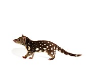 Young tiger quoll