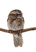 Tawny frogmouth on a branch