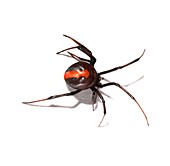 Redback spider