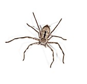 Huntsman spider