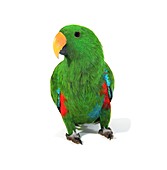 Male eclectus parrot