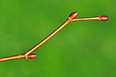 Linden (Tilia platyphyllos) buds
