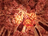 Healthy alveoli in the lung