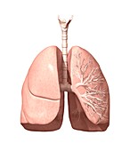 Respiratory system,artwork