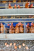 Battery hens on a farm
