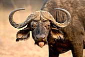 African buffalo