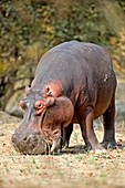 Hippo grazing