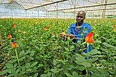 Rose nursery,Zimbabwe