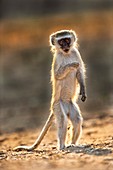 Vervet monkey