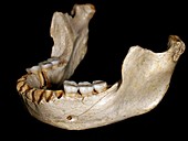 Homo heidelbergensis lower jaw
