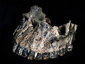 Homo habilis upper jaw (OH 65)