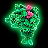 Cytochrome b5 molecule