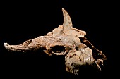 Prehistoric bison skull