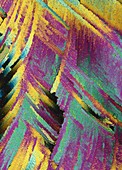 Testosterone hormone,light micrograph