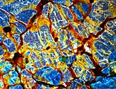 Meteorite NWA 6435,light micrograph