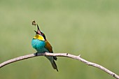 European bee-eater eating a bee