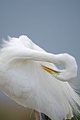Great egret preening its feathers