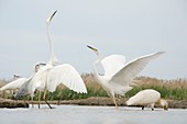Great egrets displaying