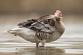 Greylag goose preening its feathers