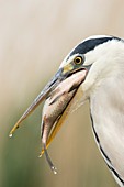 Grey heron eating a fish