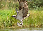 Osprey catching a fish