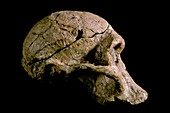 Australopithecus africanus skull (STS-5)
