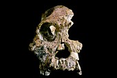 Australopithecus africanus skull (STS-71)