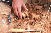 Atapuerca fossil excavation,Gran Dolina